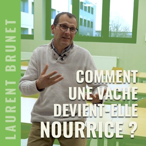 Comment une vache devient-elle nourrice ?