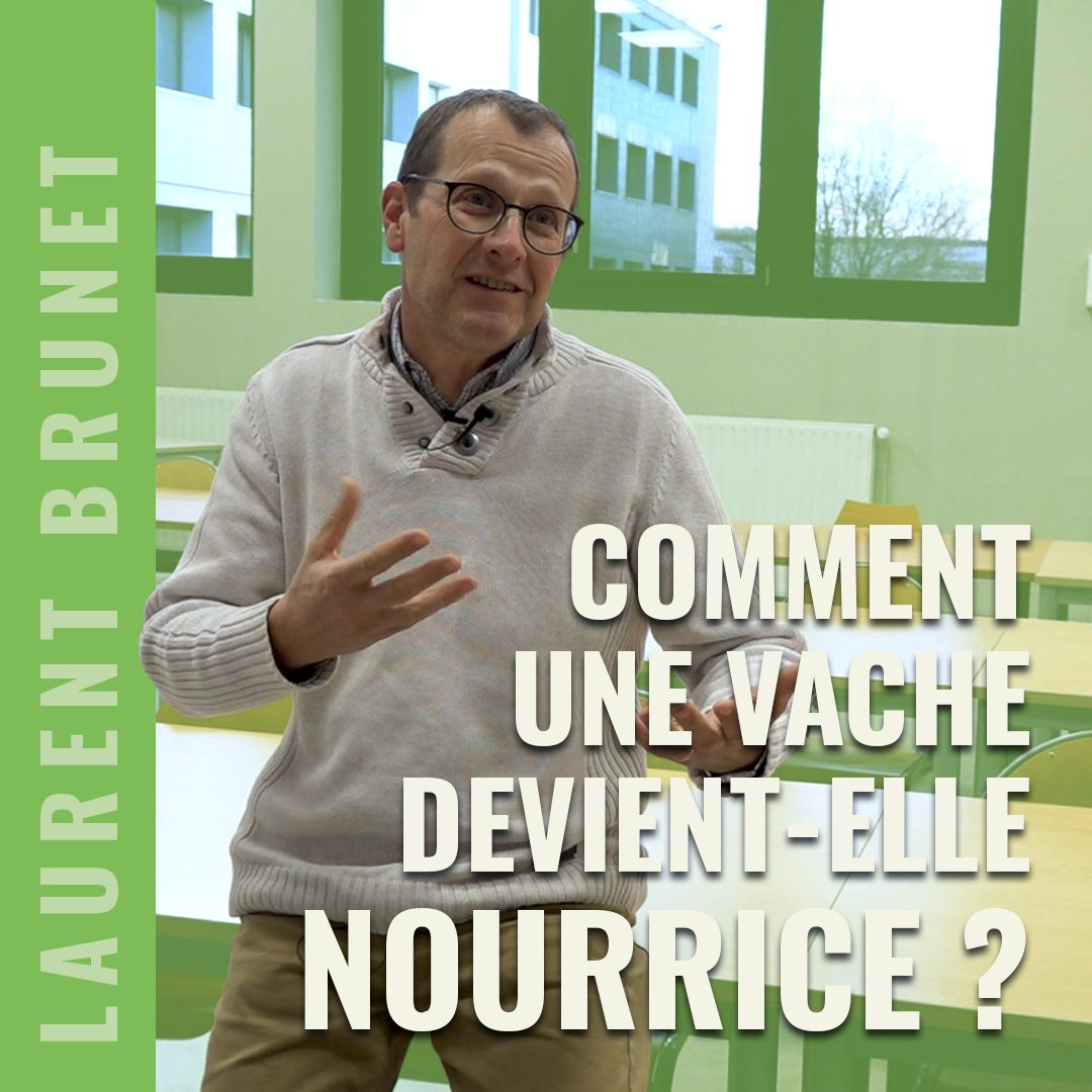 Comment une vache devient nourrice