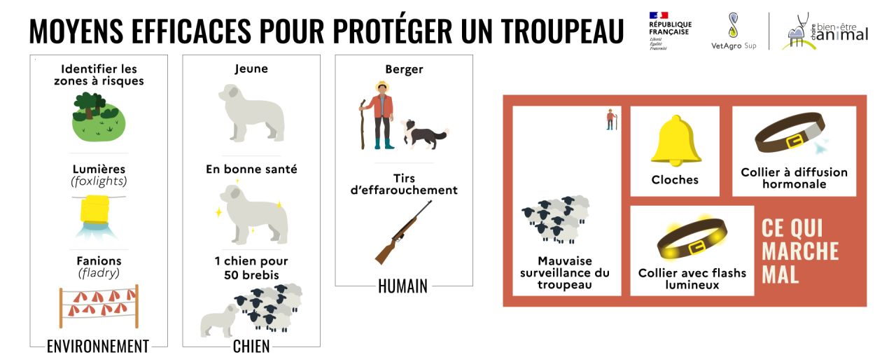 3- Moyens pour protéger un troupeau du loup