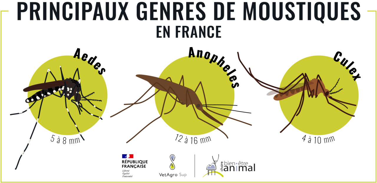 Principaux genres de moustiques