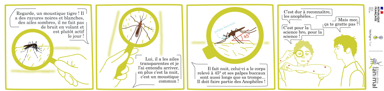 Reconnaître les espèces de moustiques