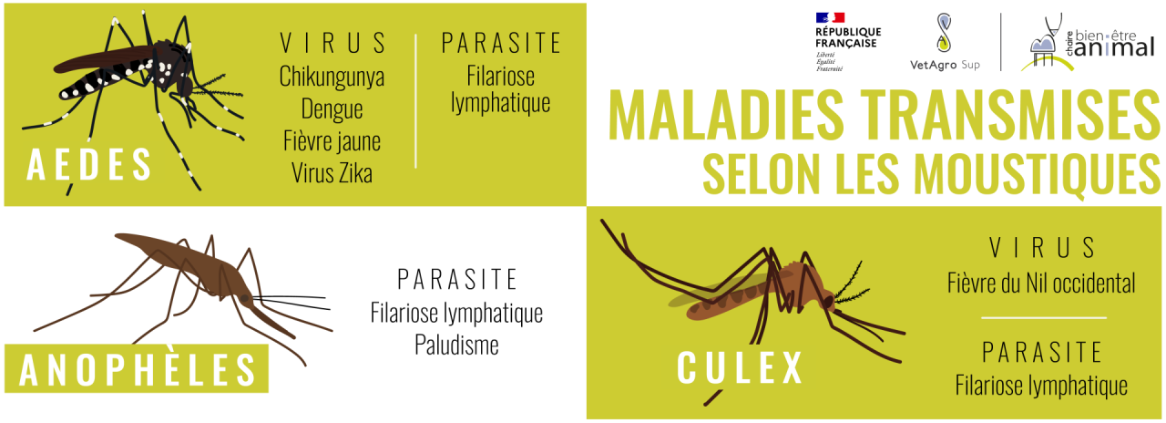 Maladies transmises par les moustiques