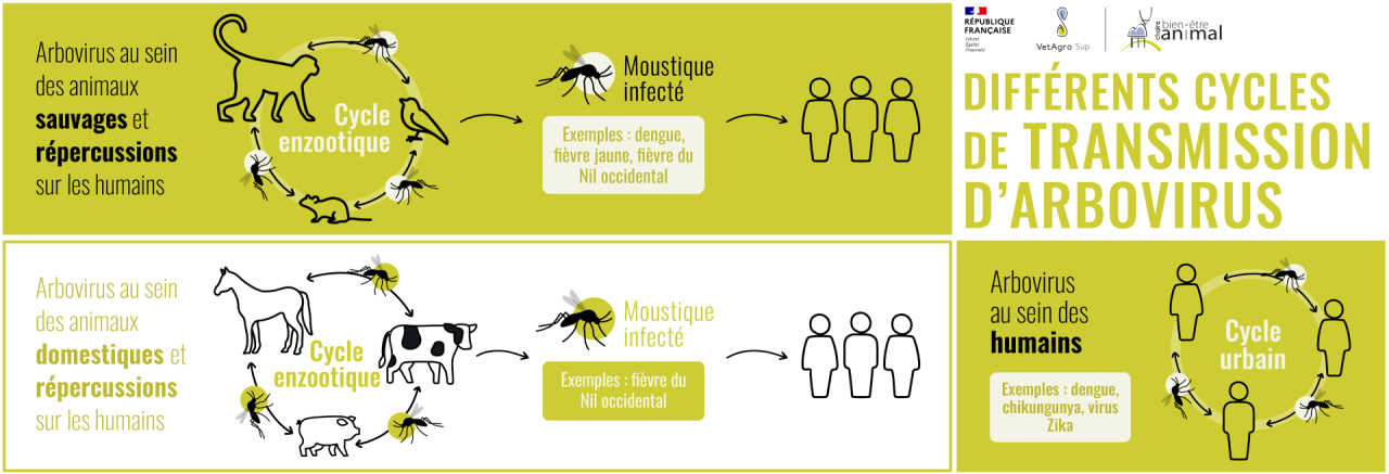 Transmission des arbovirus
