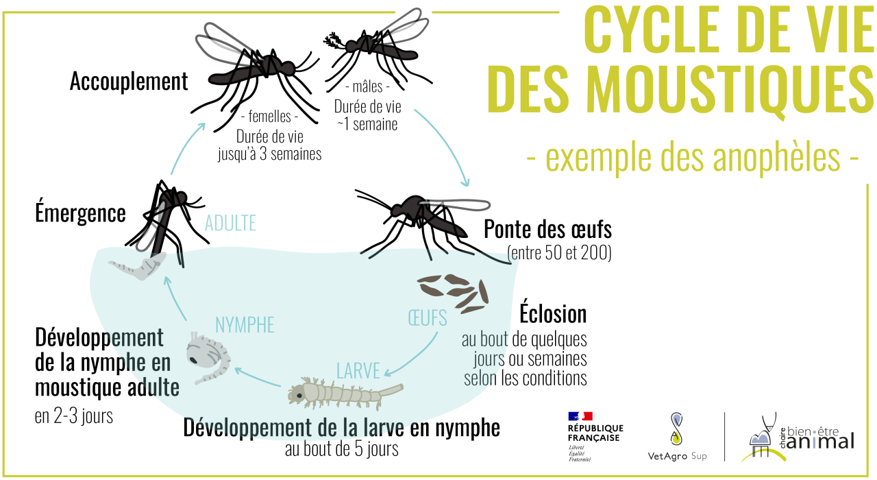 Cycle de vie du moustique