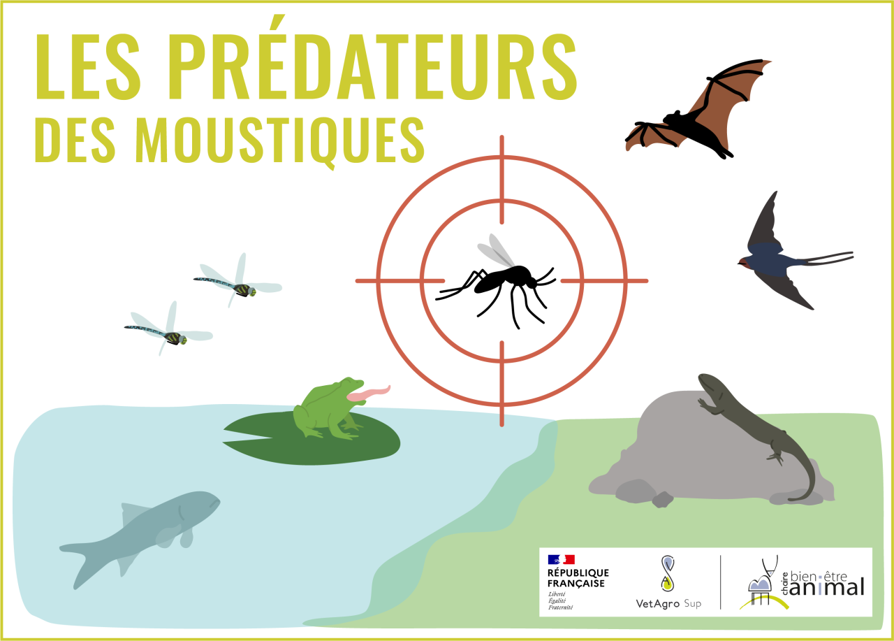 Prédateurs des moustiques