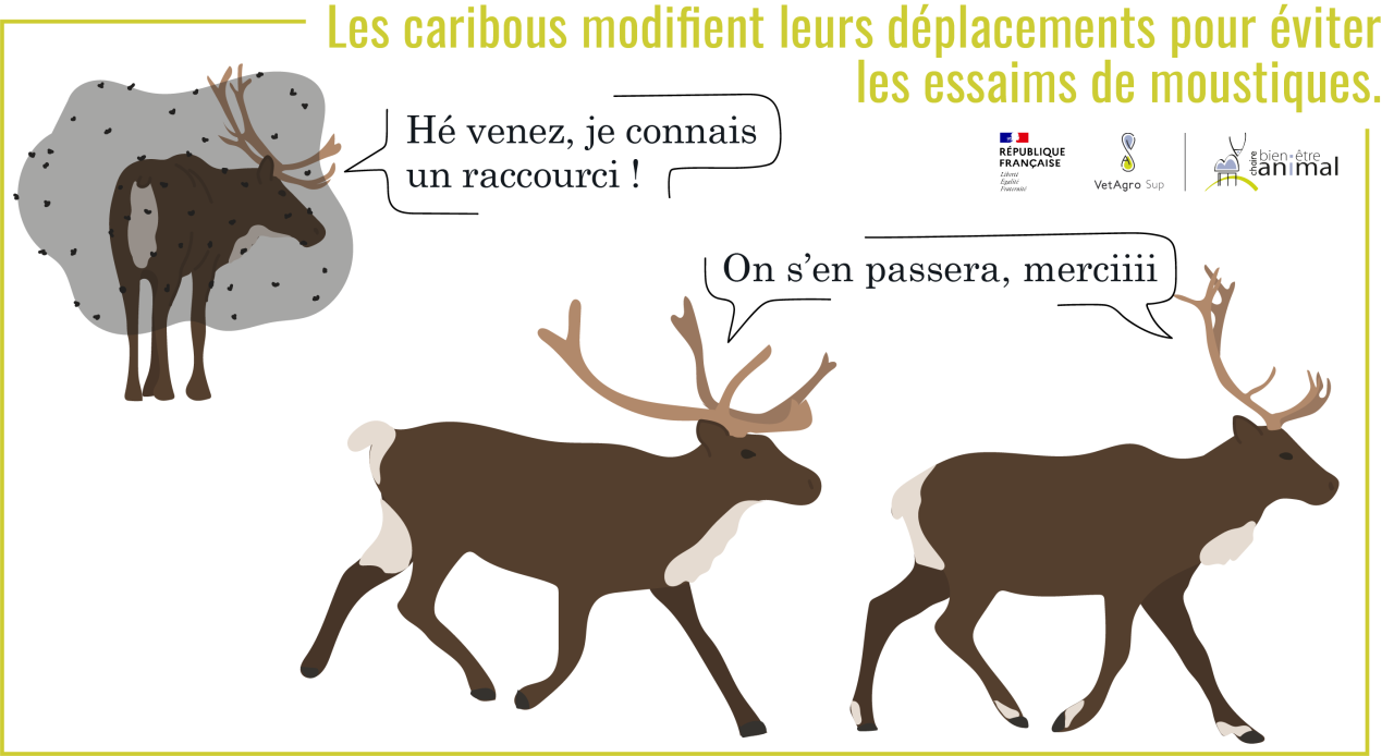 Impact en Arctique
