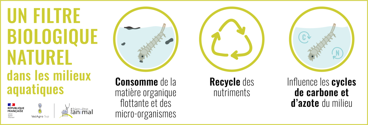 Rôle de filtre biologique