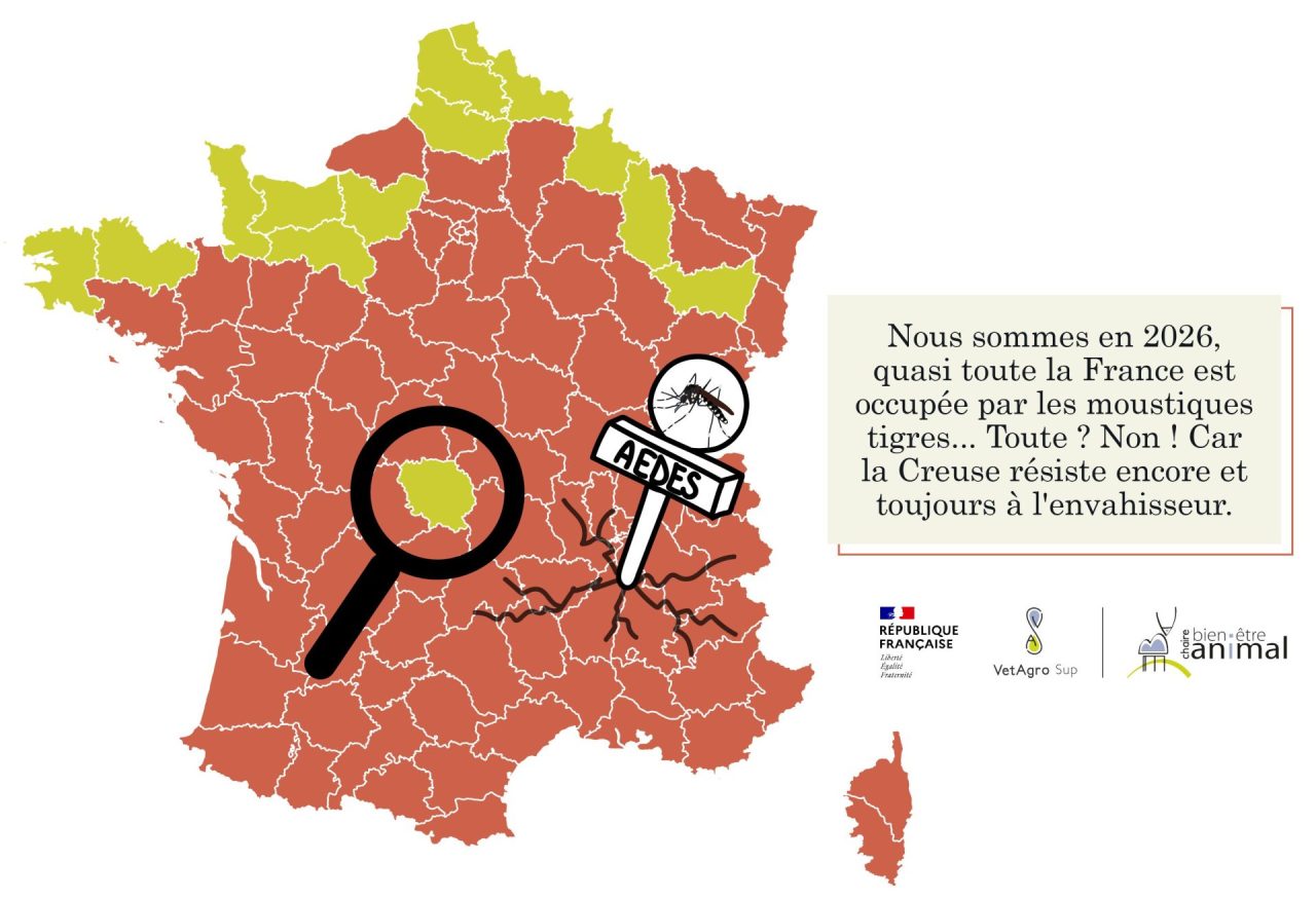 Installation du moustique tigre en Creuse