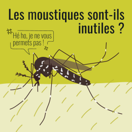 Les moustiques sont-ils inutiles ?