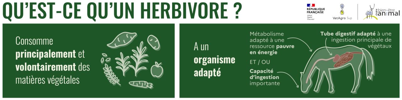 Qu'est-ce qu'un herbivore ?