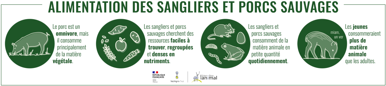 Alimentation des porcs sauvages