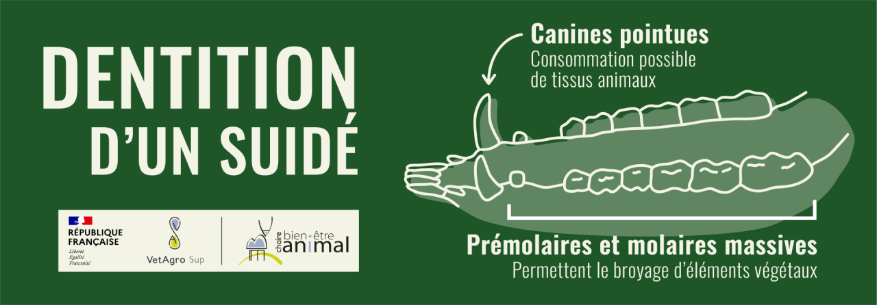 Dentition du porc