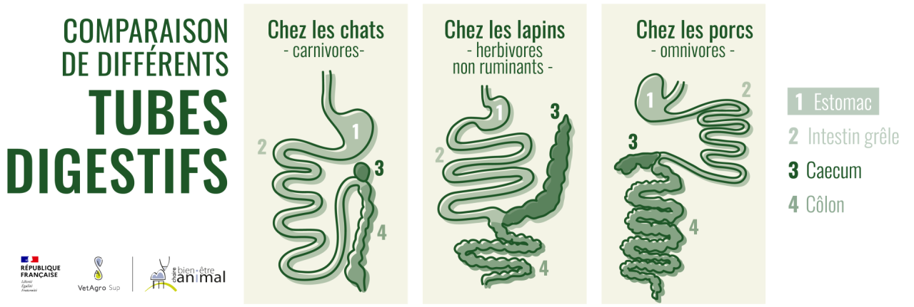 Comparaison des tubes digestifs