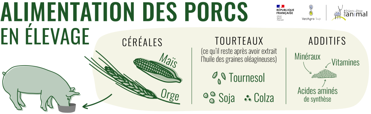 Alimentation des porcs en élevage