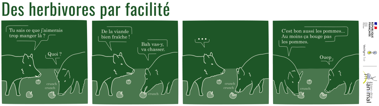 Les porcs, herbivores par facilité